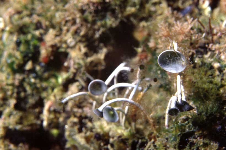 04 Acetabularia mediterranea.jpg - ...il nucleo è il rizoma, il tallo compare in primavera al III anno...